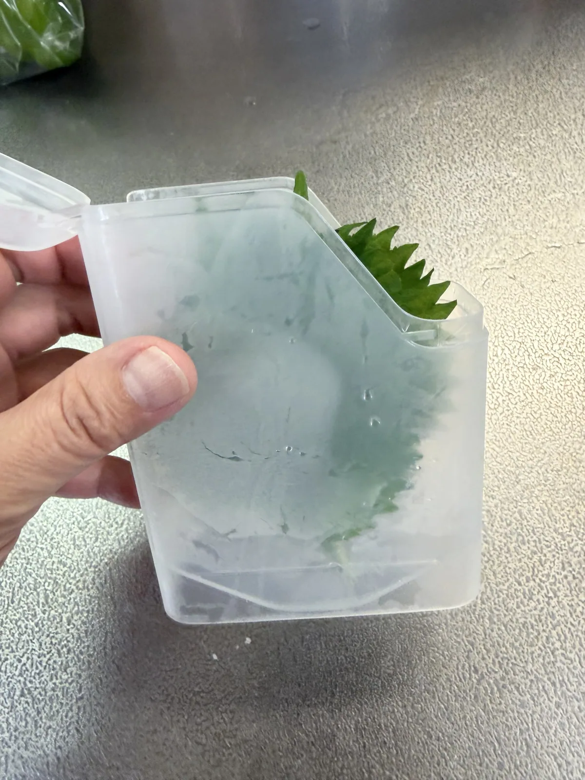 100円ショップの保存容器に入れた産直市場の大葉